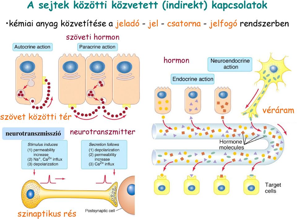 jelfogó rendszerben szöveti hormon hormon szövet