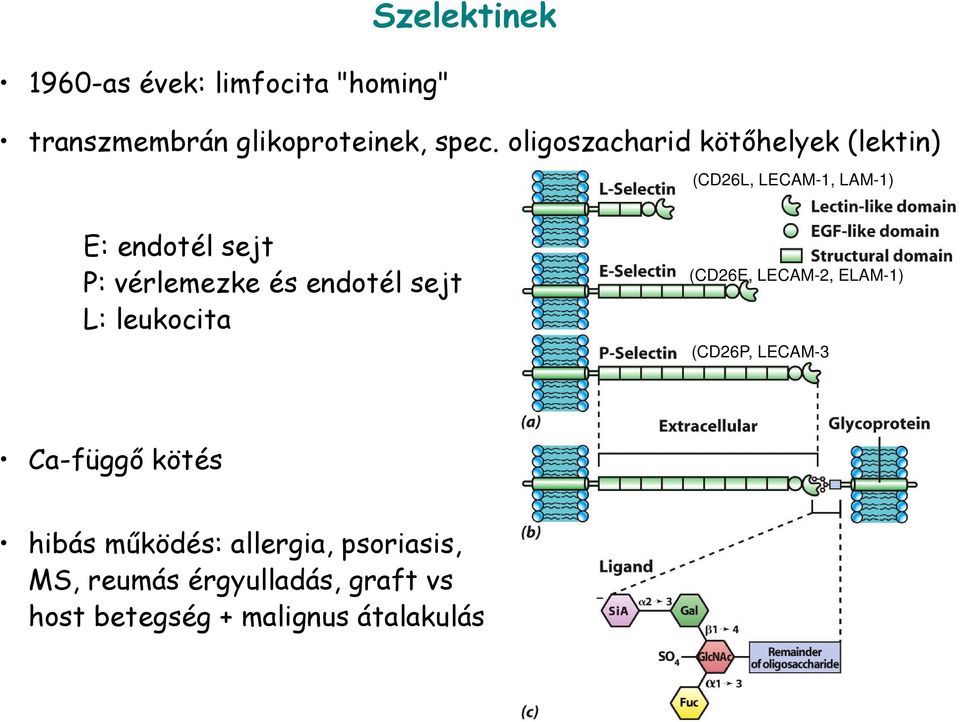 és endotél sejt L: leukocita (CD26E, LECAM-2, ELAM-1) (CD26P, LECAM-3 Ca-függő kötés