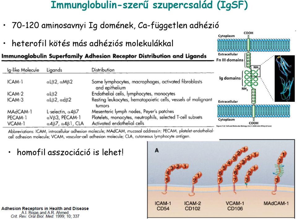 Ca-független adhézió heterofil kötés más