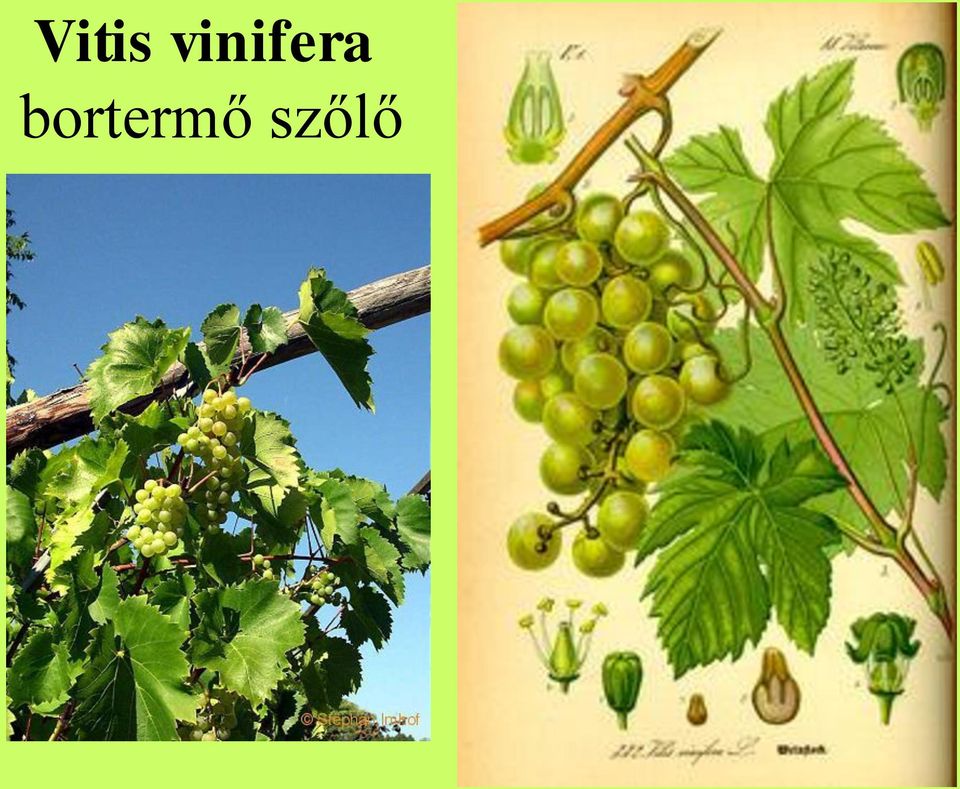 bortermő