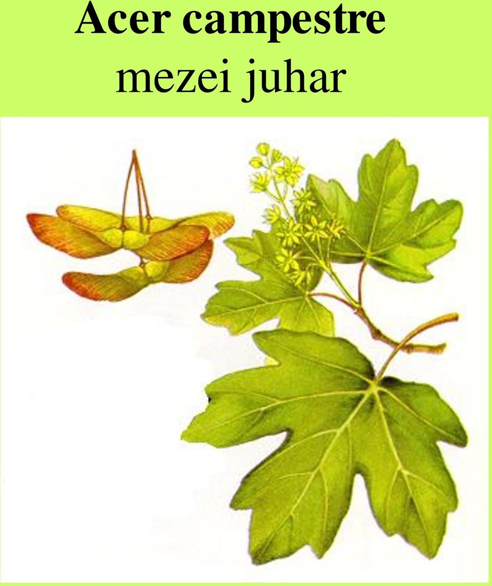 mezei