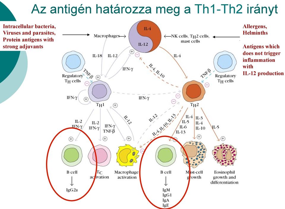 Protein antigens with strong adjuvants Allergens,