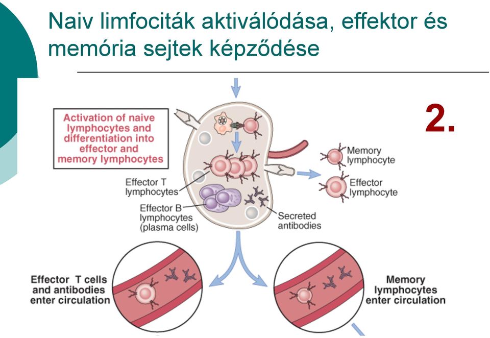 effektor és