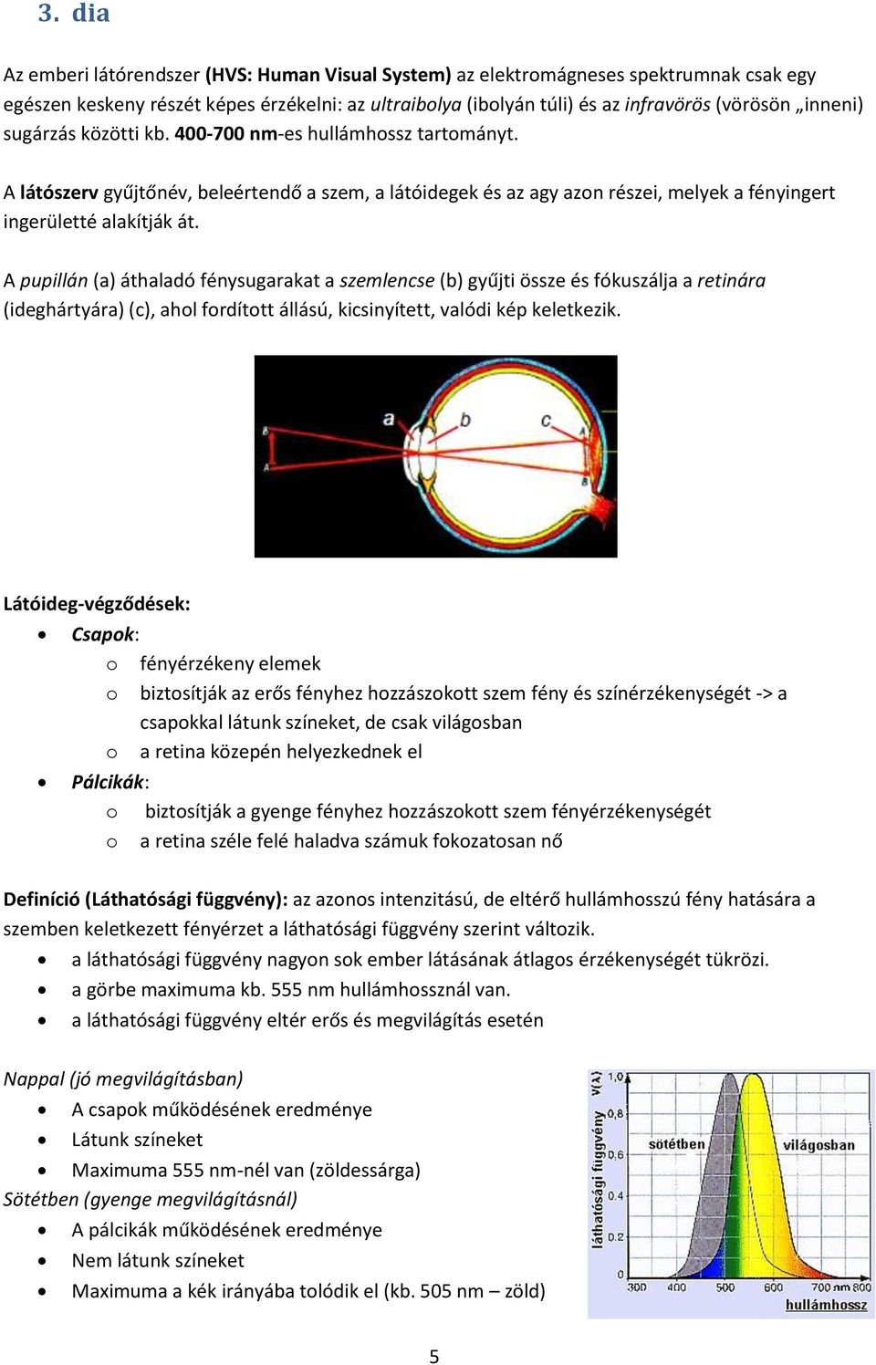 A pupillán (a) áthaladó fénysugarakat a szemlencse (b) gyűjti össze és fókuszálja a retinára (ideghártyára) (c), ahol fordított állású, kicsinyített, valódi kép keletkezik.