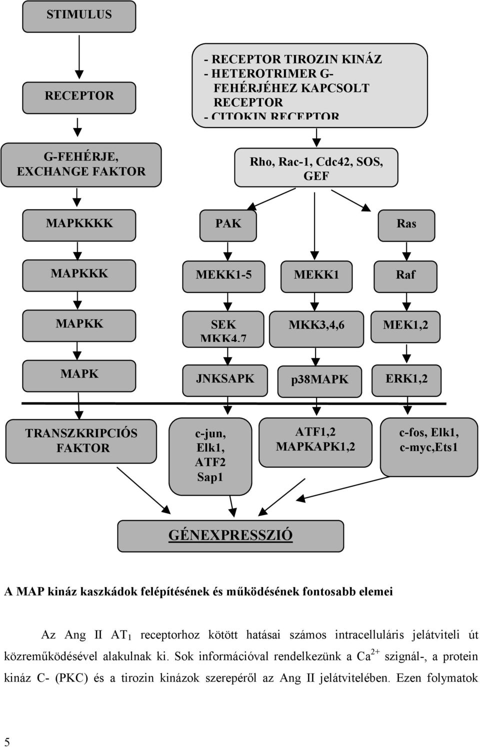 c-myc,ets1 GÉNEXPRESSZIÓ A MAP kináz kaszkádok felépítésének és működésének fontosabb elemei Az Ang II AT 1 receptorhoz kötött hatásai számos intracelluláris jelátviteli út