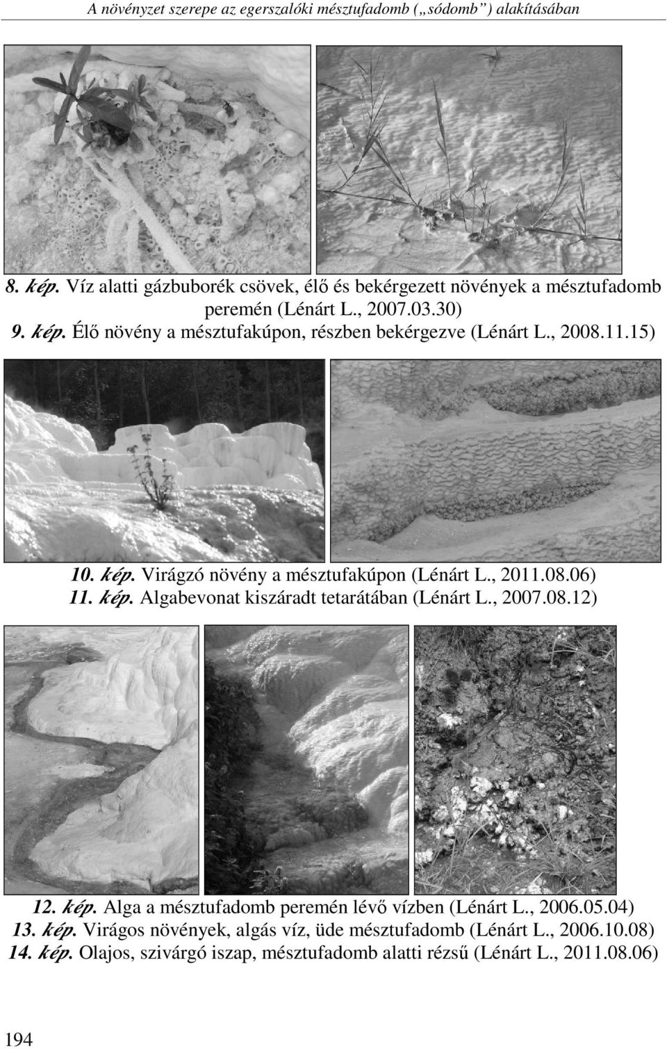 Élő növény a mésztufakúpon, részben bekérgezve (Lénárt L., 2008.11.15) 10. kép. Virágzó növény a mésztufakúpon (Lénárt L., 2011.08.06) 11. kép. Algabevonat kiszáradt tetarátában (Lénárt L.