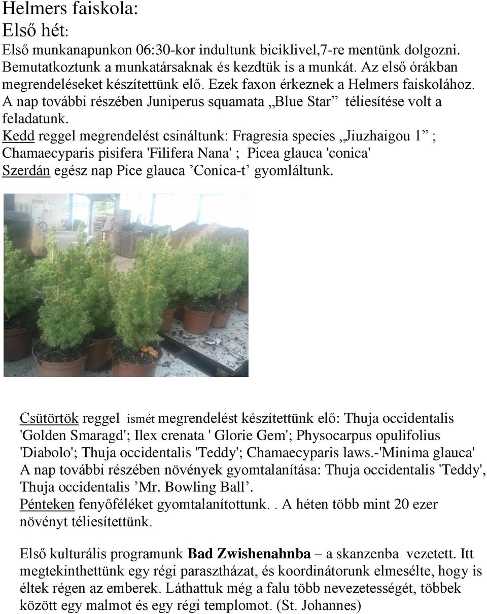 Kedd reggel megrendelést csináltunk: Fragresia species Jiuzhaigou 1 ; Chamaecyparis pisifera 'Filifera Nana' ; Picea glauca 'conica' Szerdán egész nap Pice glauca Conica-t gyomláltunk.