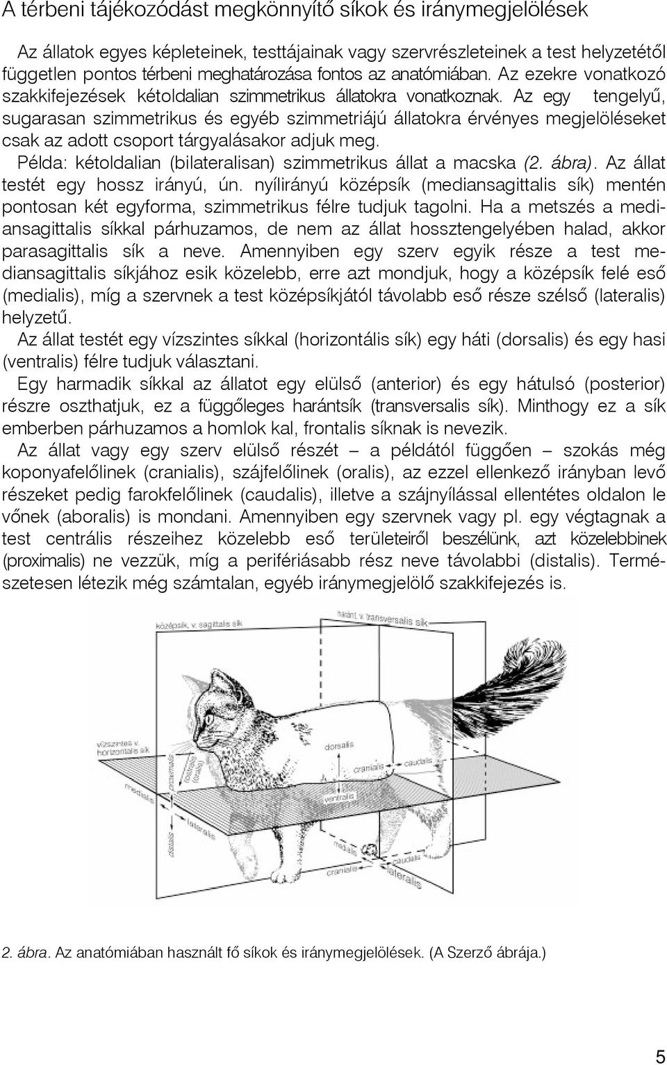 Az egy tengelyû, sugarasan szimmetrikus és egyéb szimmetriájú állatokra érvényes megjelöléseket csak az adott csoport tárgyalásakor adjuk meg.