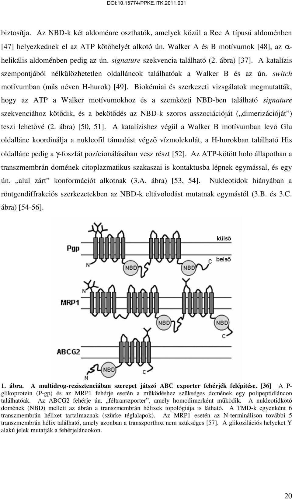 Bioémiai és szerezeti vizsgálato megmutattá, hogy az ATP a Waler motívumohoz és a szemözti NBD-ben található signature szevenciához ötődi, és a beötődés az NBD- szoros asszociációját dimerizációját