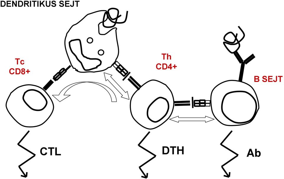 Th CD4+ B