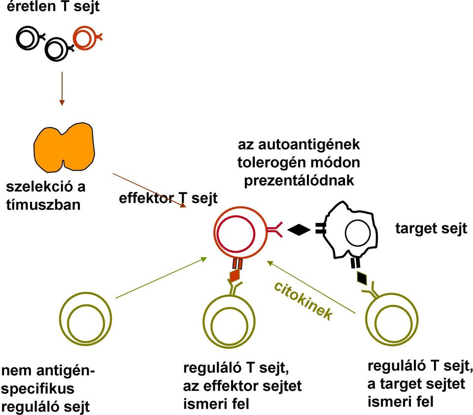citokinek nem antigénspecifikus reguláló sejt reguláló T sejt,