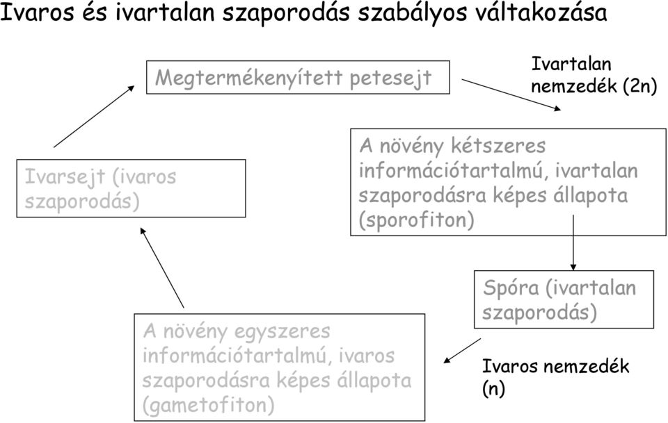 ivartalan szaporodásra képes állapota (sporofiton) A növény egyszeres információtartalmú,