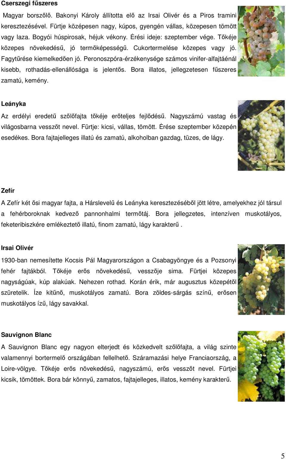 Peronoszpóra-érzékenysége számos vinifer-alfajtáénál kisebb, rothadás-ellenállósága is jelentıs. Bora illatos, jellegzetesen főszeres zamatú, kemény.