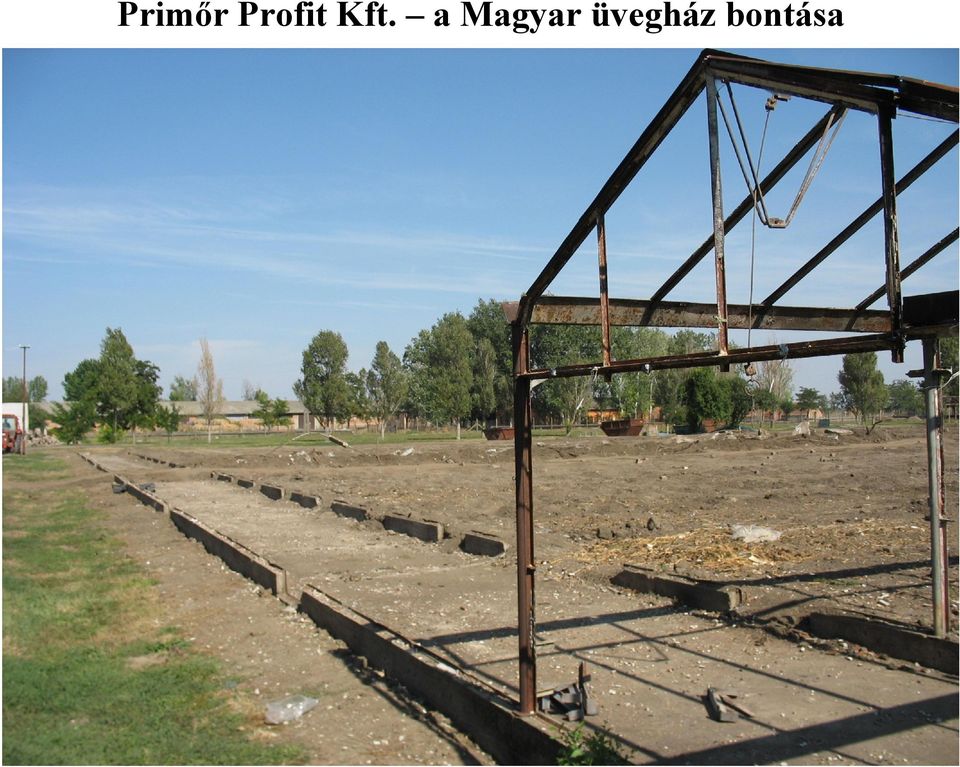 a Magyar