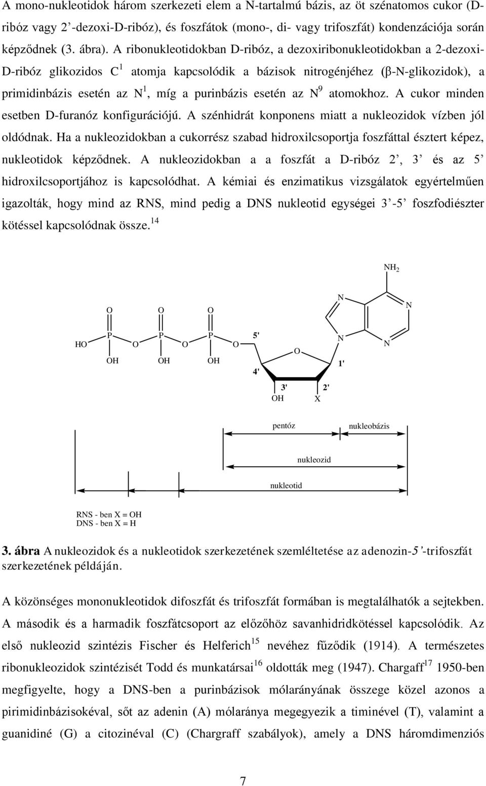 esetén az 9 atomokhoz. A cukor minden esetben D-furanóz konfigurációjú. A szénhidrát konponens miatt a nukleozidok vízben jól oldódnak.