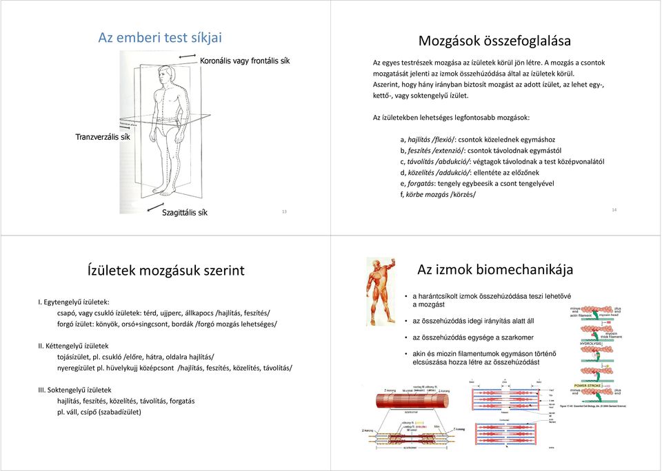 Az ízületekben lehetséges legfontosabb mozgások: Tanzvezális sík a, hajlítás /flexió/: csontok közelednek egymáshoz b, feszítés /extenzió/: csontok távolodnak egymástól c, távolítás /abdukció/: