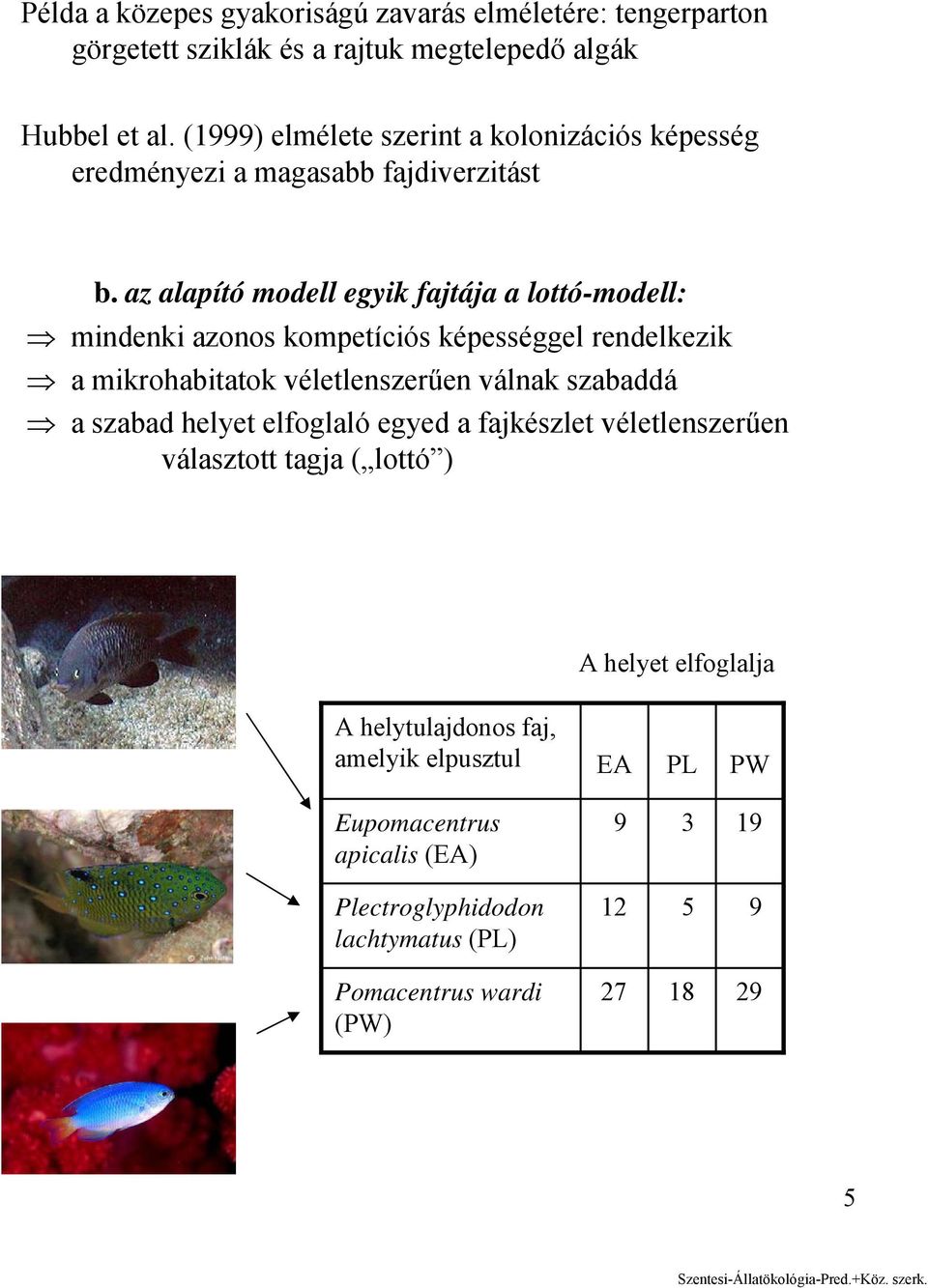 az alapító modell egyik fajtája a lottó-modell: mindenki azonos kompetíciós képességgel rendelkezik a mikrohabitatok véletlenszerűen válnak szabaddá a szabad