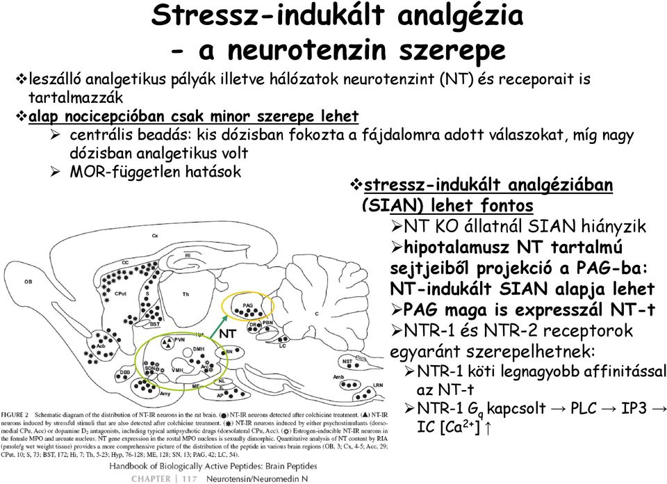 hatások stressz-indukált analgéziában (SIAN) lehet fontos NT KO állatnál SIAN hiányzik hipotalamusz NT tartalmú sejtjeiből projekció a PAG-ba: NT-indukált SIAN