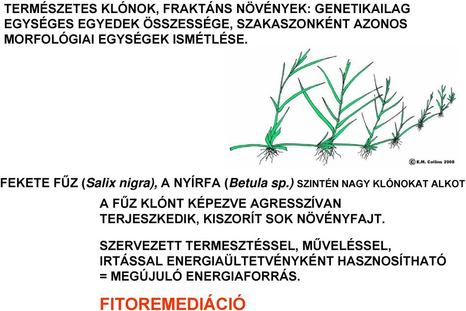 ) SZINTÉN NAGY KLÓNOKAT ALKOT A FŰZ KLÓNT KÉPEZVE AGRESSZÍVAN TERJESZKEDIK, KISZORÍT SOK NÖVÉNYFAJT.