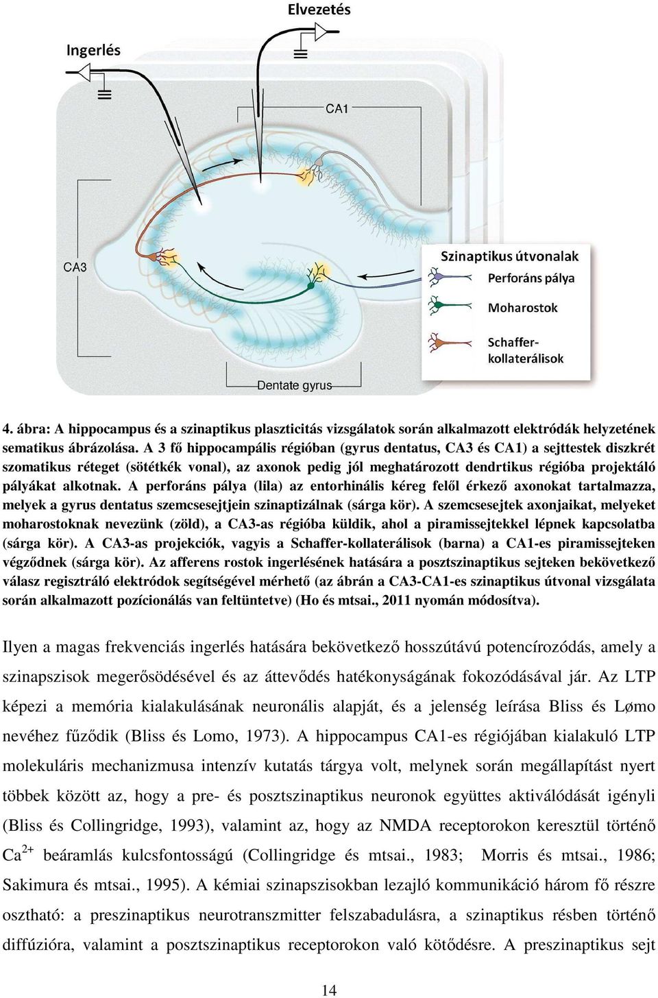 A perforáns pálya (lila) az entorhinális kéreg felől érkező axonokat tartalmazza, melyek a gyrus dentatus szemcsesejtjein szinaptizálnak (sárga kör).