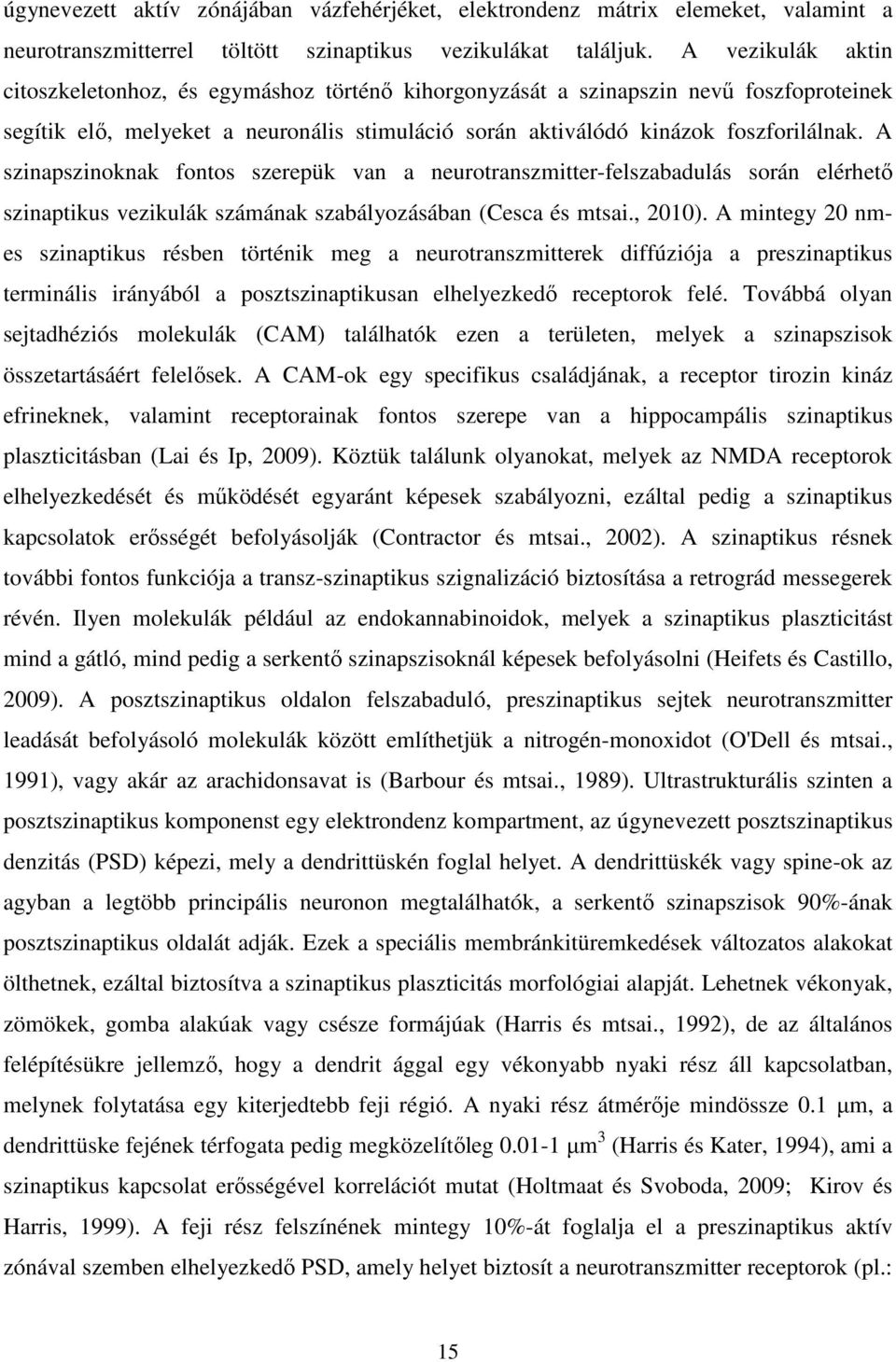 A szinapszinoknak fontos szerepük van a neurotranszmitter-felszabadulás során elérhető szinaptikus vezikulák számának szabályozásában (Cesca és mtsai., 2010).