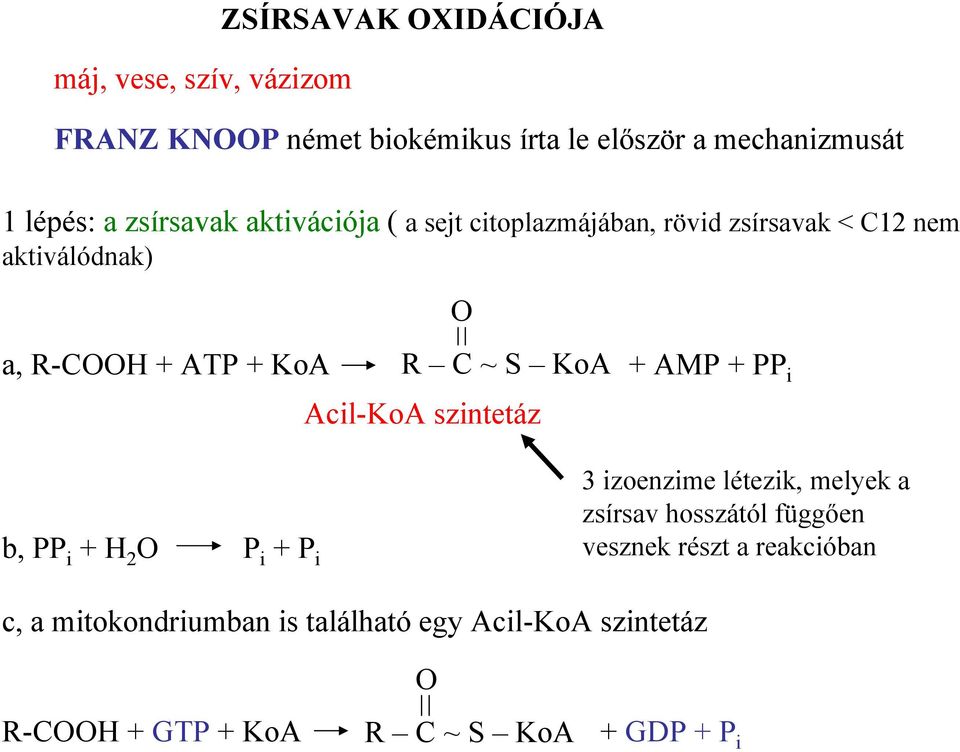 KoA + AMP + PP i Acil-KoA szintetáz b, PP i + 2 P i + P i 3 izoenzime létezik, melyek a zsírsav hosszától függően