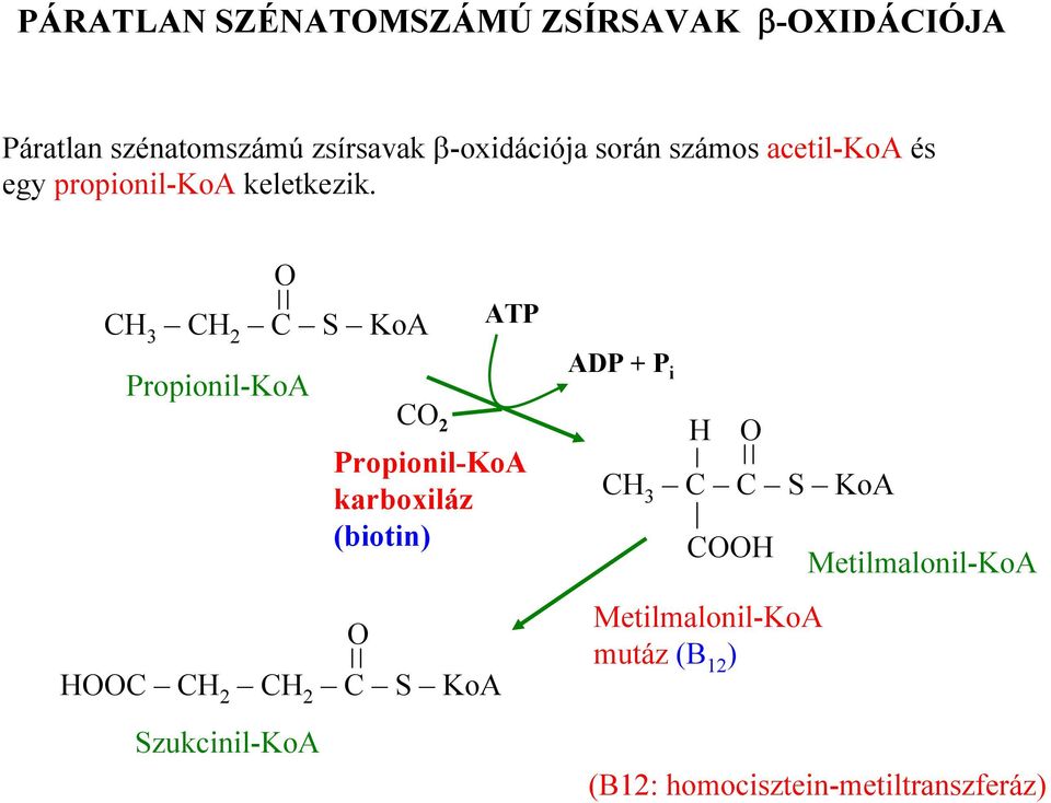 C S KoA ATP Propionil-KoA C C 2 C S KoA Szukcinil-KoA C 2 Propionil-KoA karboxiláz