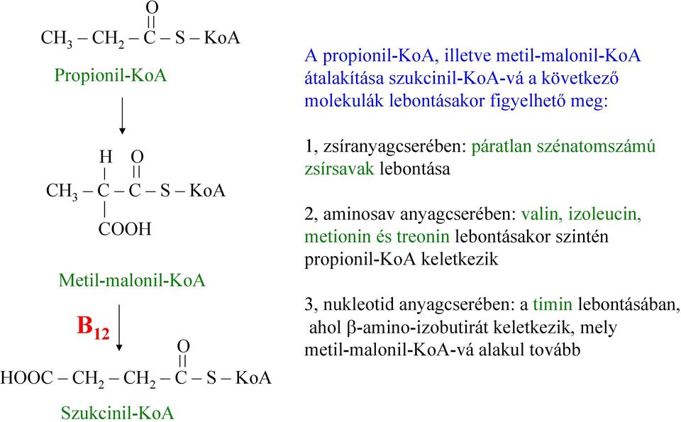 lebontása 2, aminosav anyagcserében: valin, izoleucin, metionin és treonin lebontásakor szintén propionil-koa keletkezik 3,