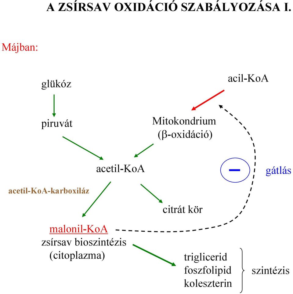 acetil-koa gátlás acetil-koa-karboxiláz malonil-koa