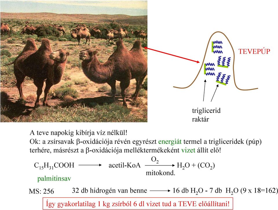 a β-oxidációja melléktermékeként vizet állít elő! C 15 31 C acetil-koa 2 + (C 2 ) mitokond.