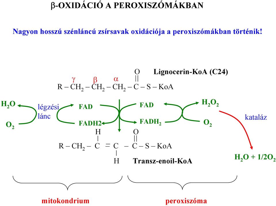 Lignocerin-KoA (C24) γ β α C S KoA 2 2 légzési lánc FAD FAD2