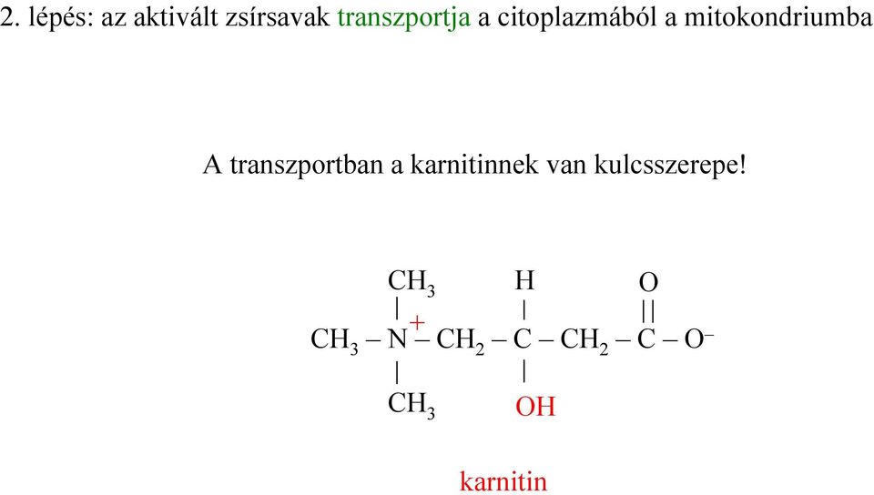 mitokondriumba A transzportban a