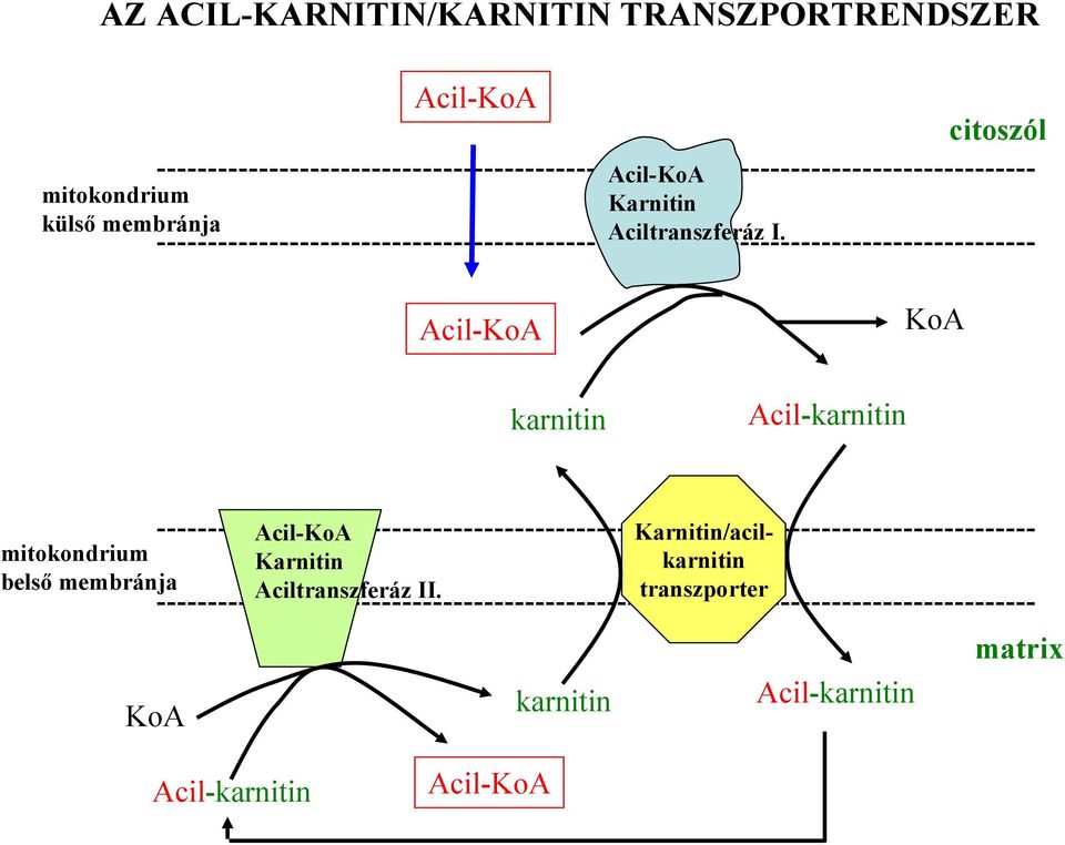 -------------------------------------------------------------------------------------- Acil-KoA karnitin Acil-karnitin KoA mitokondrium belső membránja