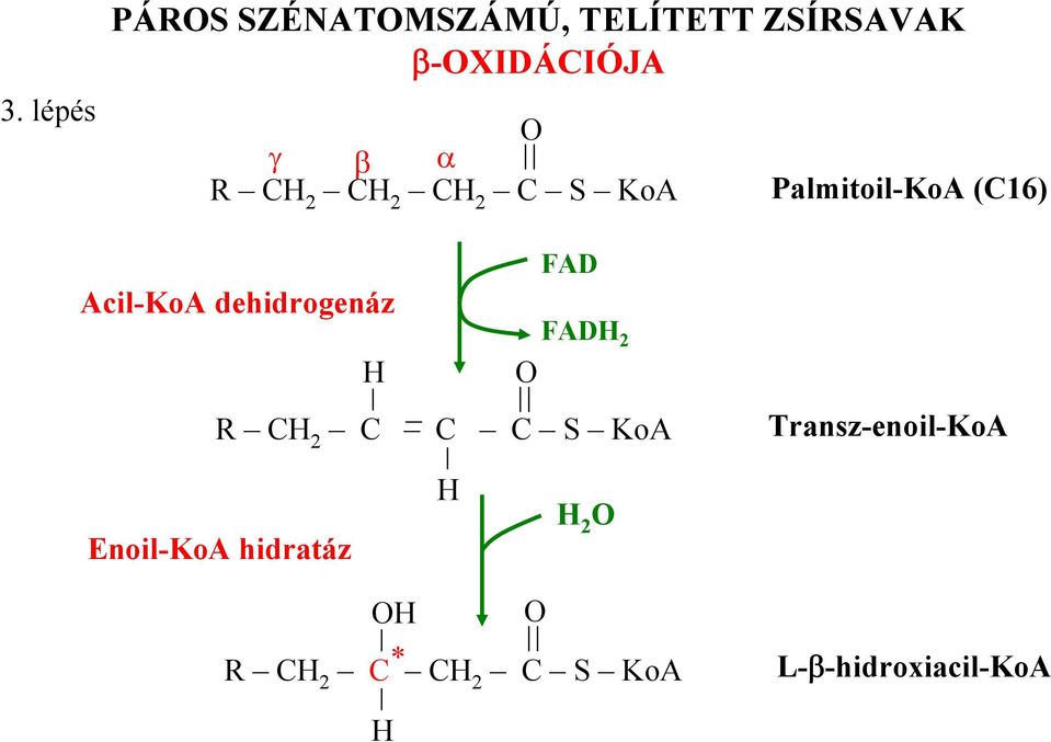 Acil-KoA dehidrogenáz FAD 2 C C C S KoA