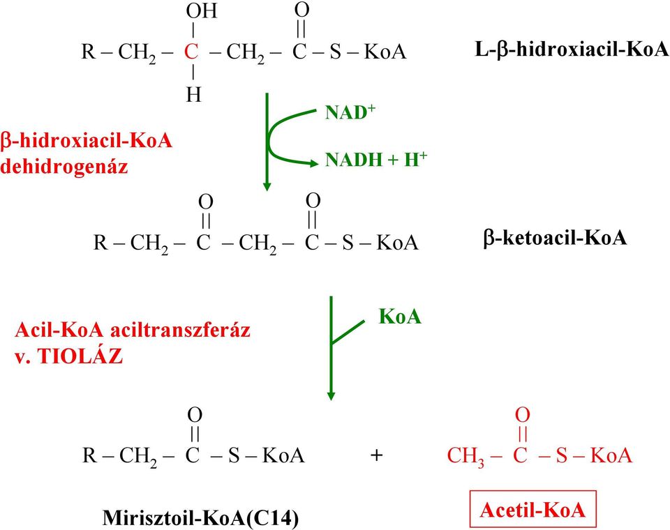 β-ketoacil-koa Acil-KoA aciltranszferáz v.