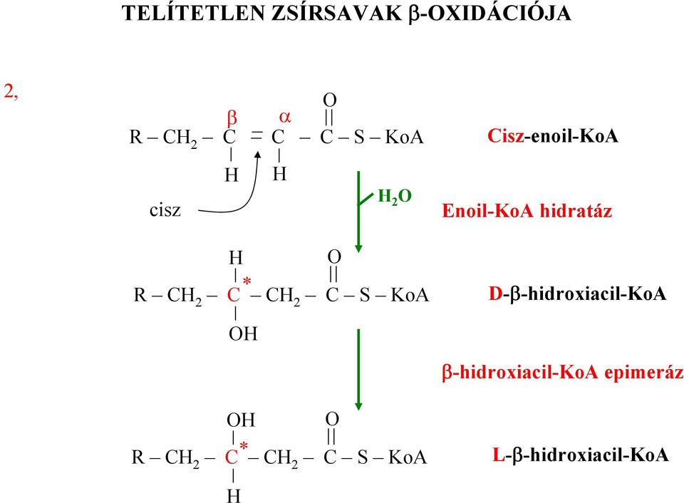 Cisz-enoil-KoA Enoil-KoA hidratáz