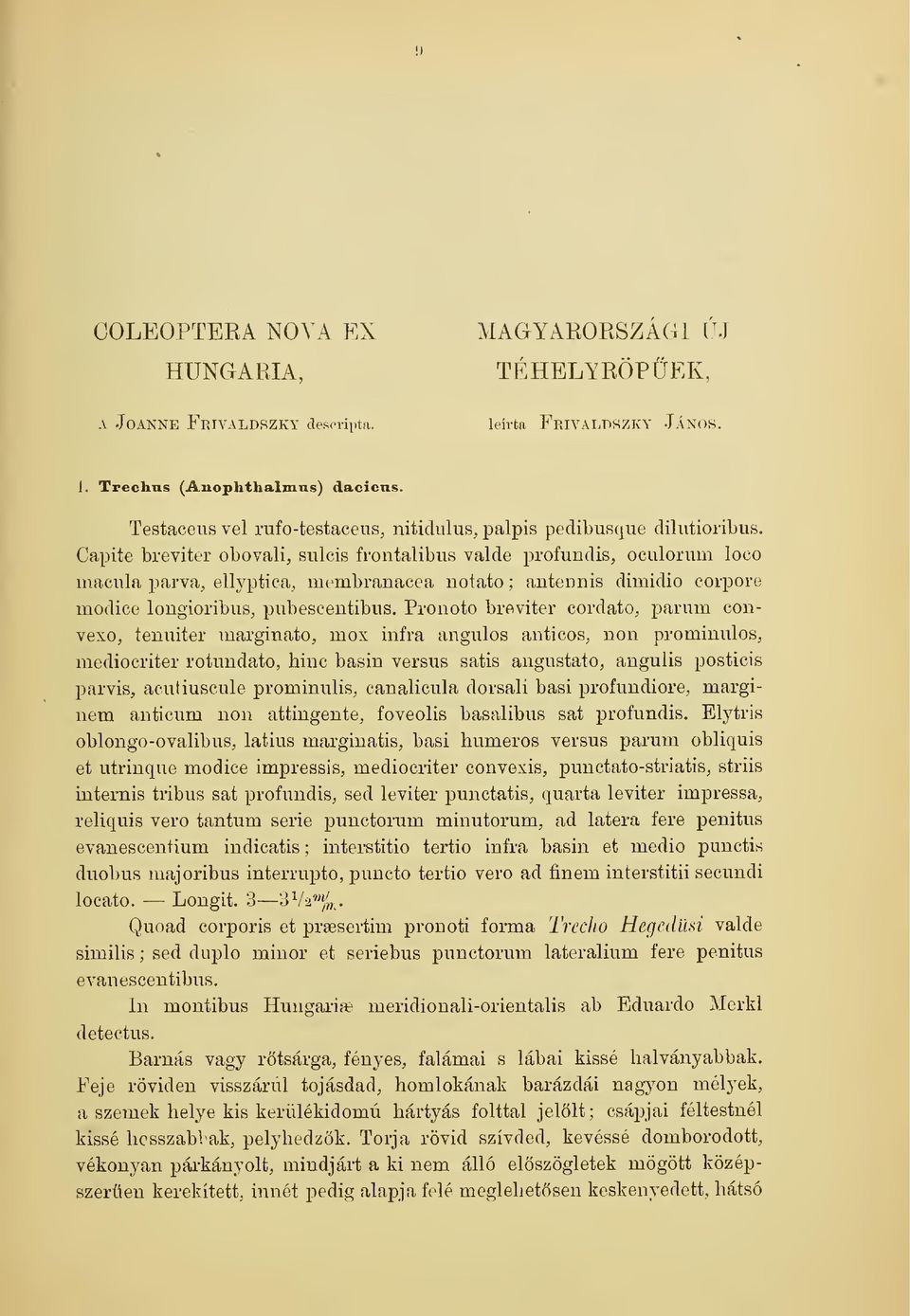 Capite breviter obovali, sulcis frontalibus valde profundis, oculorum loco macula parva, ellyptica, membranacea uotato ; antednis dimidio corpore modice longioribus, pubescentibus.