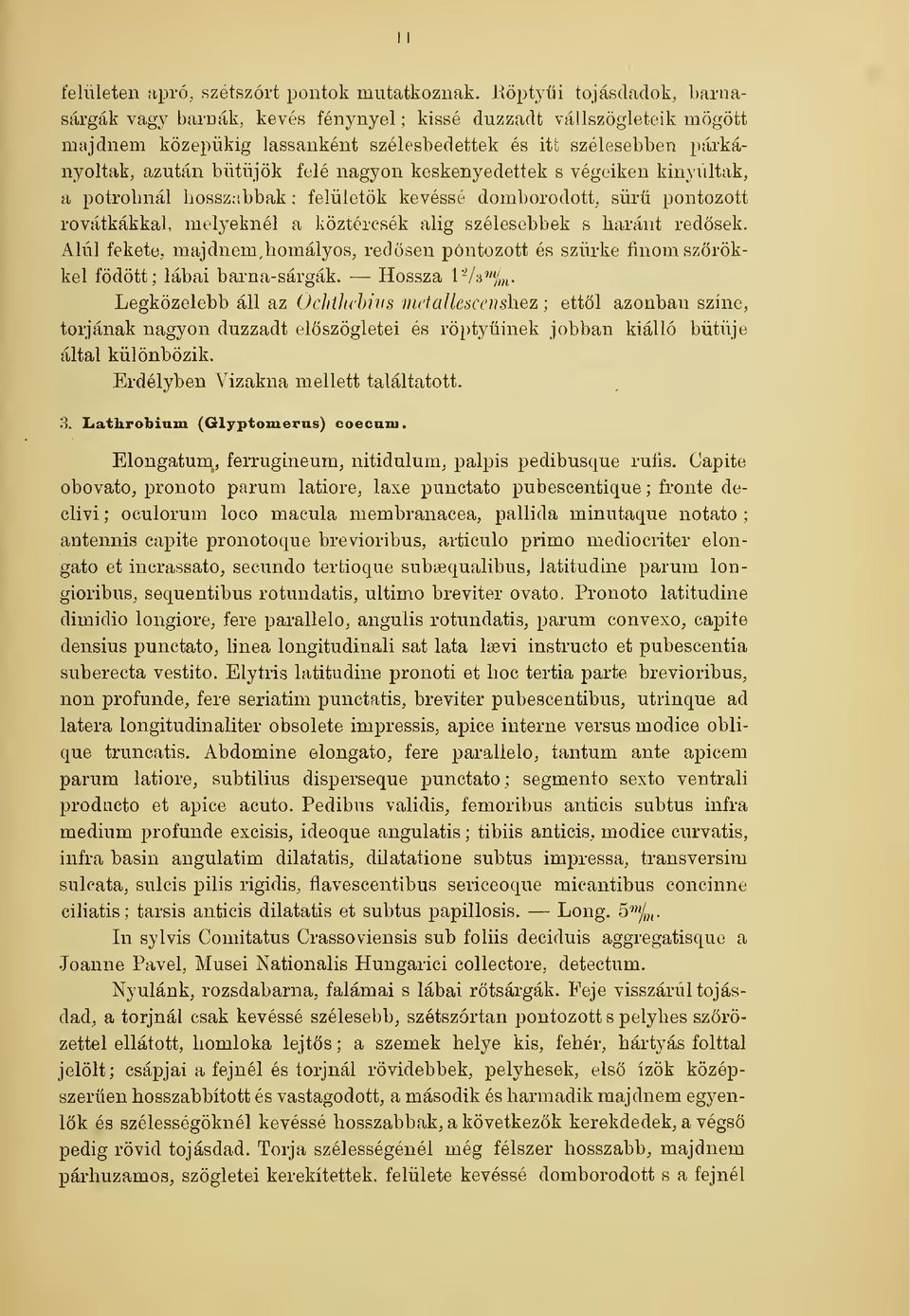 nagyon keskenyedettek s végeiken kinyúltak, a potrohnál hosszabbak ; felületök kevéssé domborodott, sr pontozott rovátkákkal, melyeknél a köztércsék alig szélesebbek s haránt redsek.