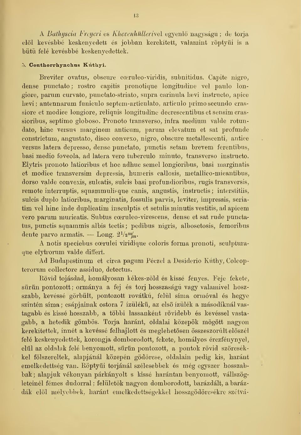 Capite nigro, dense piinctato ; rostro capitis pronotique longitudine vei paulo longiore, parnm eurvato, punctato-striato, siipra cariniila bevi iustriicto, apice líbvi ; antennarum funiculo