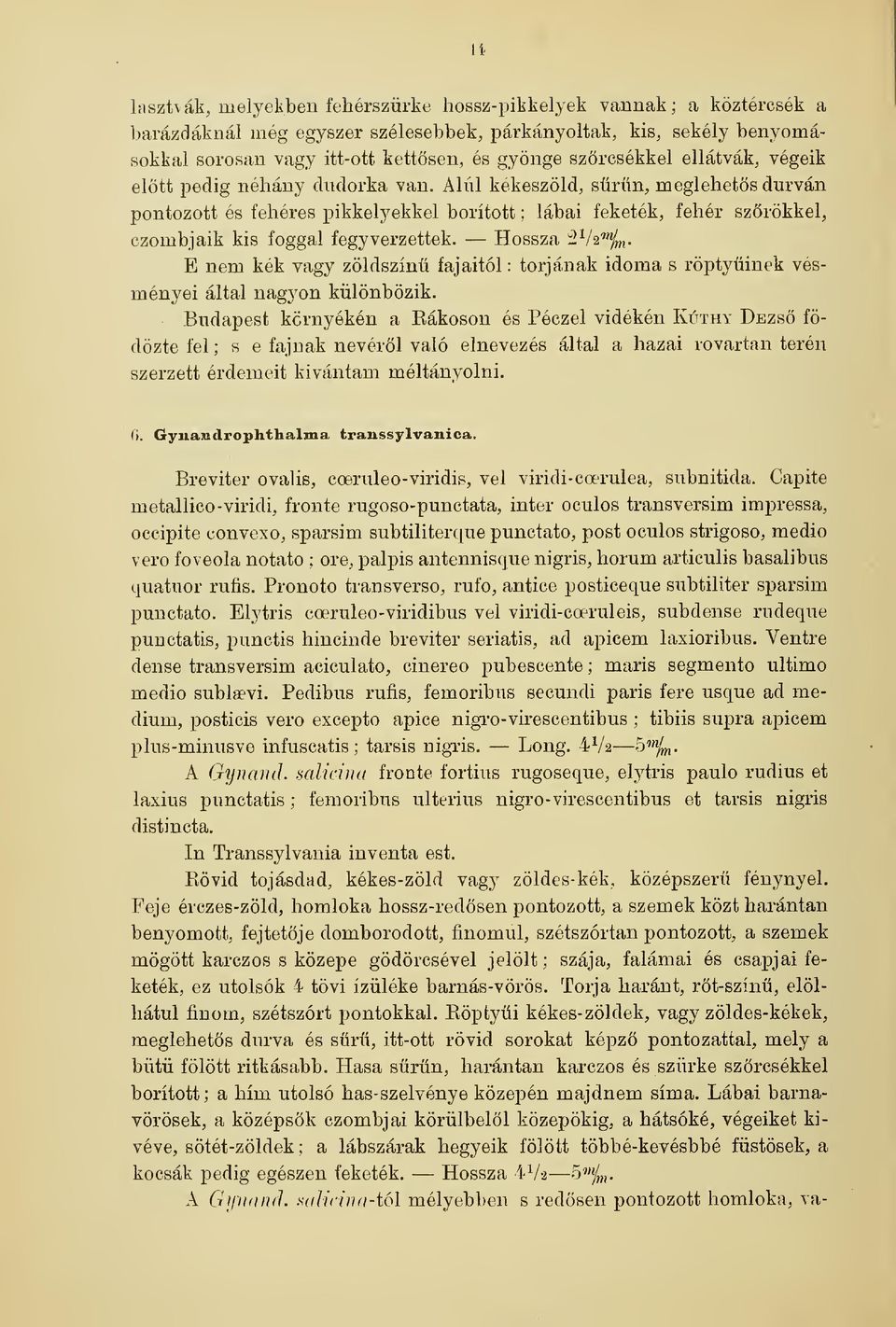 Alul kékeszöld, srn, meglehets durván pontozott és fehéres pikkelyekkel borított ; lábai feketék, fehér szrökkel, ezombjaik kis foggal fegyverzettek.