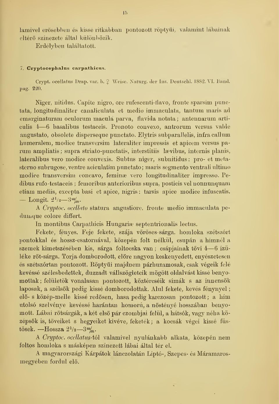 Capite nigro, ore rufesceuti-íiavo, fronte sparsim punctata, longitudinaliter canaliculata et medio Immaculata, tantum maris ad emarginaturam oculorum macula parva, flavida notata ; antennarum