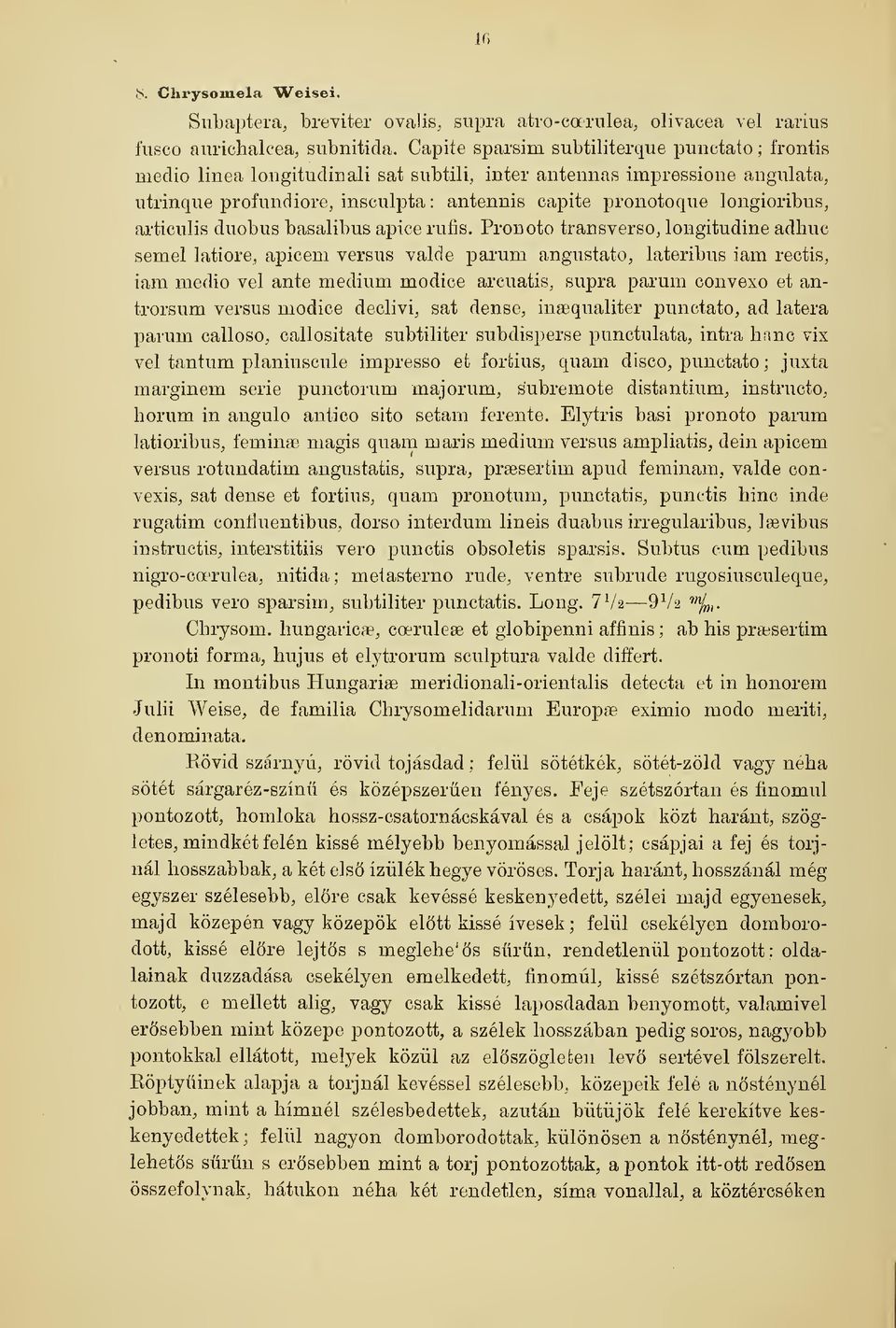 Pronoto transverso, longitudine adhuc semel latiore, apicem versus valde parum angustato, lateribus iam rectis, iam medio vei ante medium modice arc-uatis, supra parum convexo et antrorsum versus