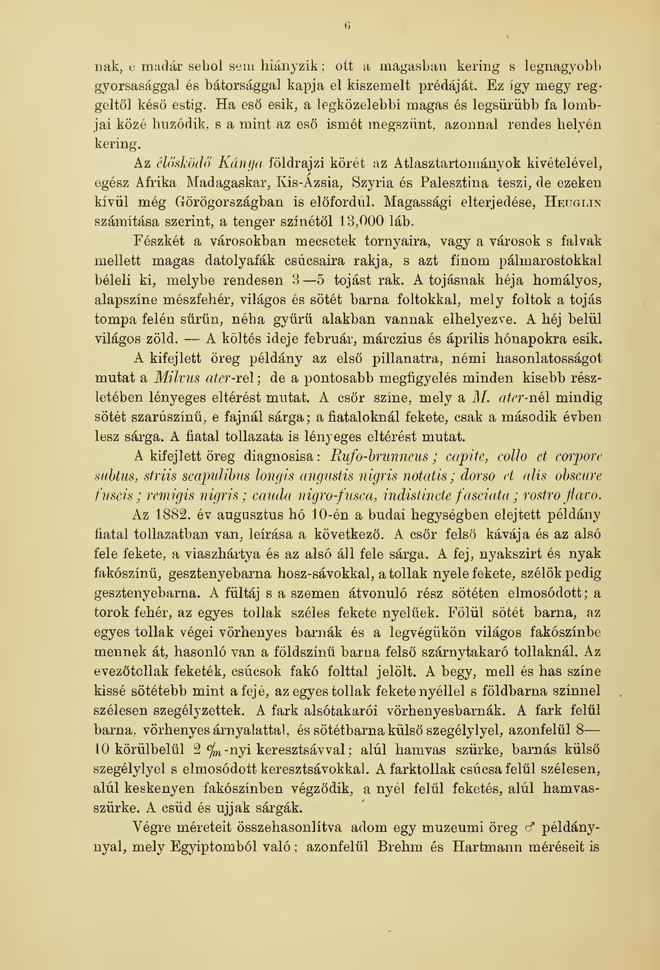 Az éh'kködö Kán fia földrajzi körét az Atlasztartományok kivételével, egész Afrika. Madagaskar, Kis-Azsia, Szyria és Palesztina teszi, de ezeken kívül még Görögországban is elfordul.