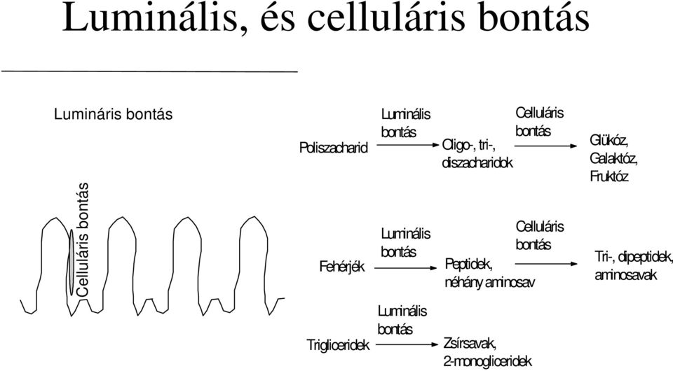 diszacharidok Celluláris bontás Peptidek, néhány aminosav Glükóz, Galaktóz,