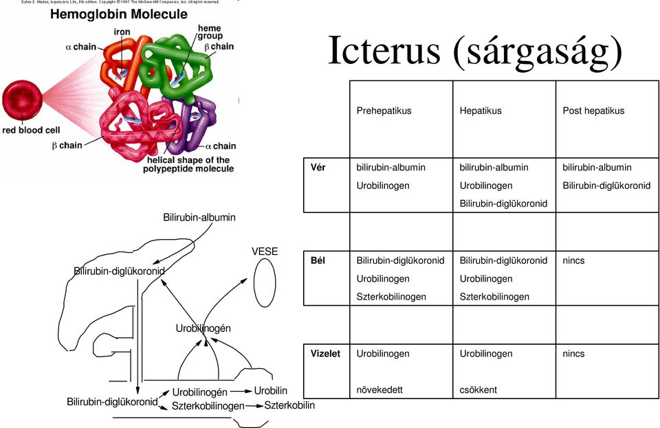 Bilirubin-diglükoronid Urobilinogen Bilirubin-diglükoronid Urobilinogen nincs Szterkobilinogen Szterkobilinogen