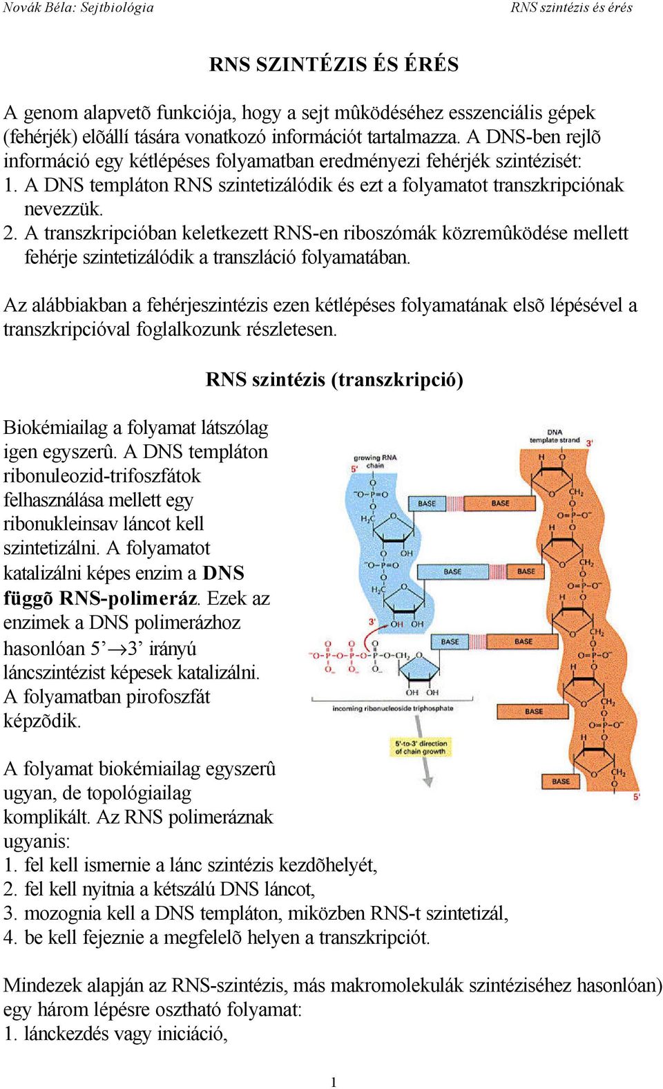 A transzkripcióban keletkezett RNS-en riboszómák közremûködése mellett fehérje szintetizálódik a transzláció folyamatában.