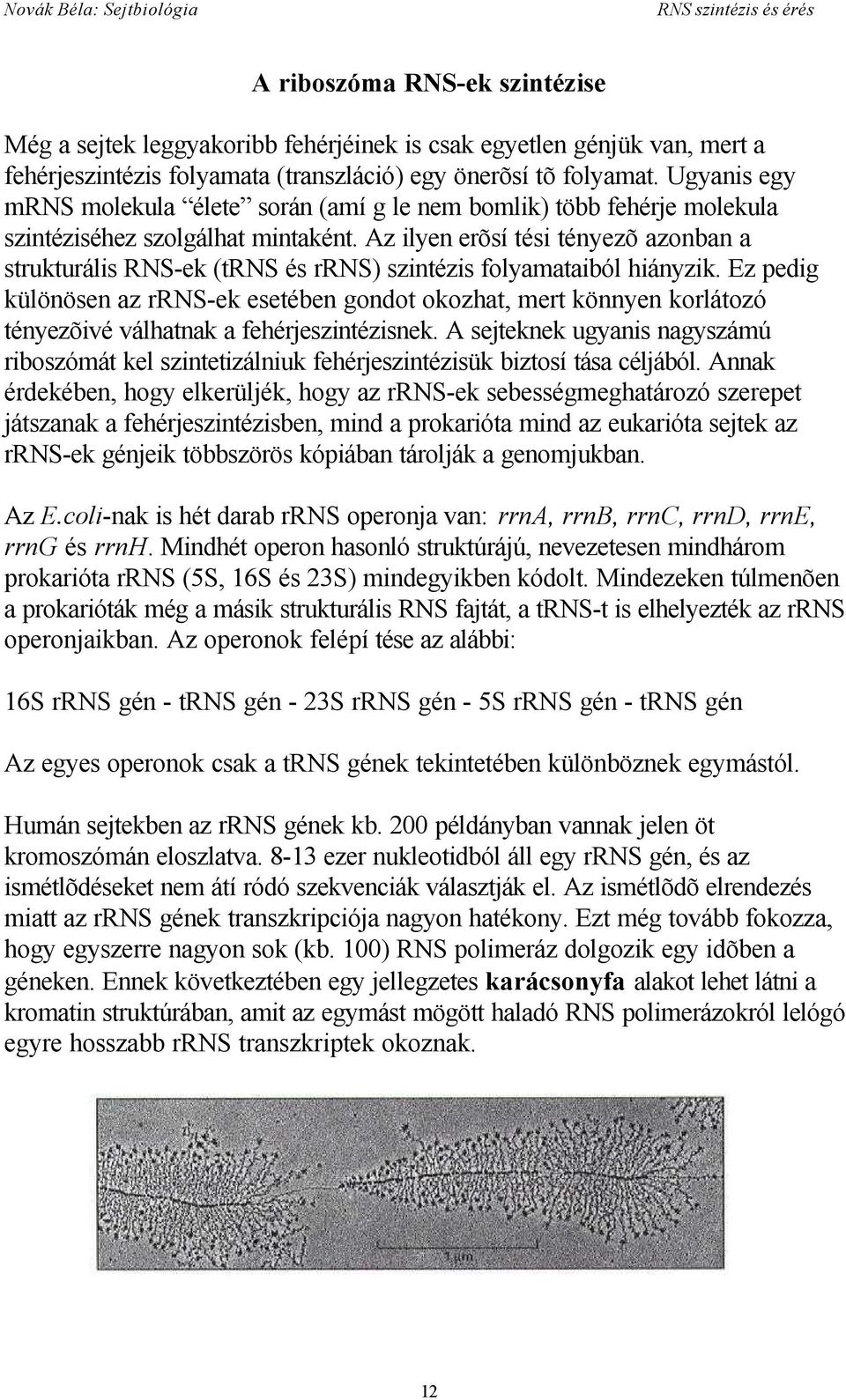 Az ilyen erõsí tési tényezõ azonban a strukturális RNS-ek (trns és rrns) szintézis folyamataiból hiányzik.