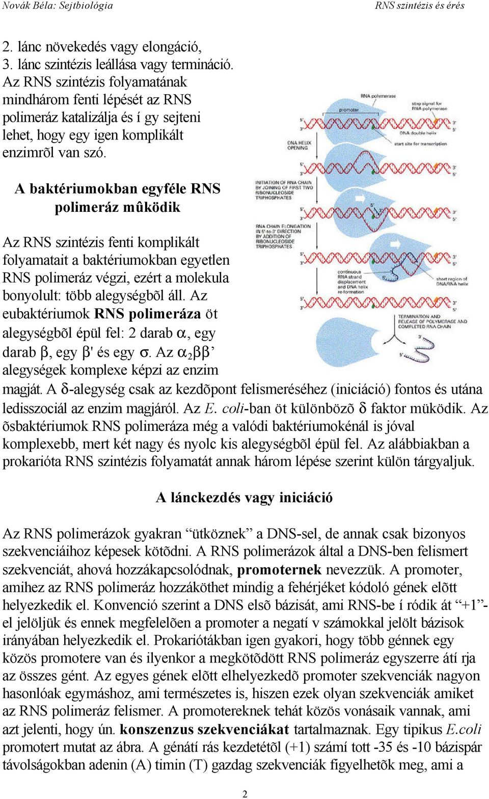 A baktériumokban egyféle RNS polimeráz mûködik Az RNS szintézis fenti komplikált folyamatait a baktériumokban egyetlen RNS polimeráz végzi, ezért a molekula bonyolult: több alegységbõl áll.