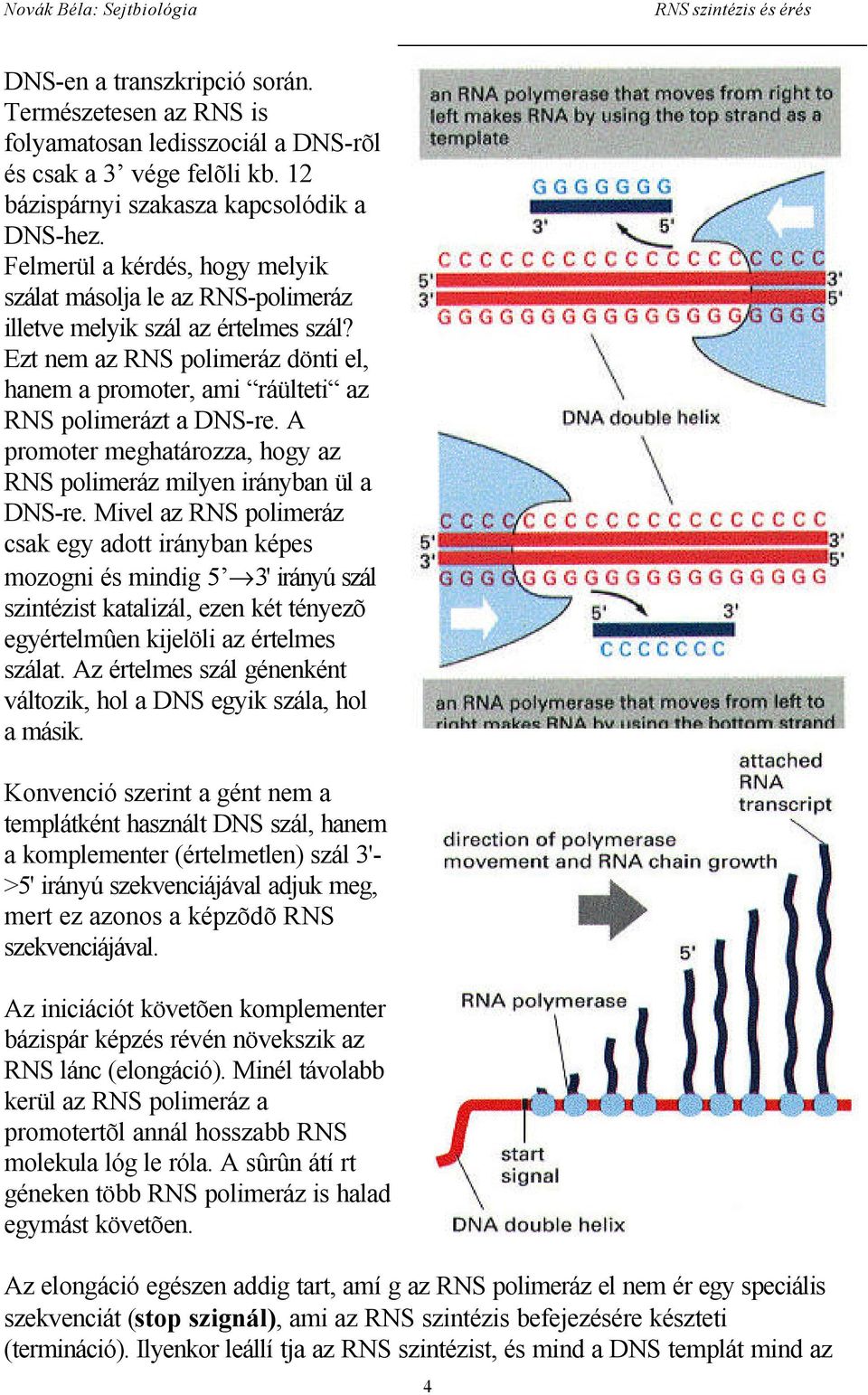 A promoter meghatározza, hogy az RNS polimeráz milyen irányban ül a DNS-re.