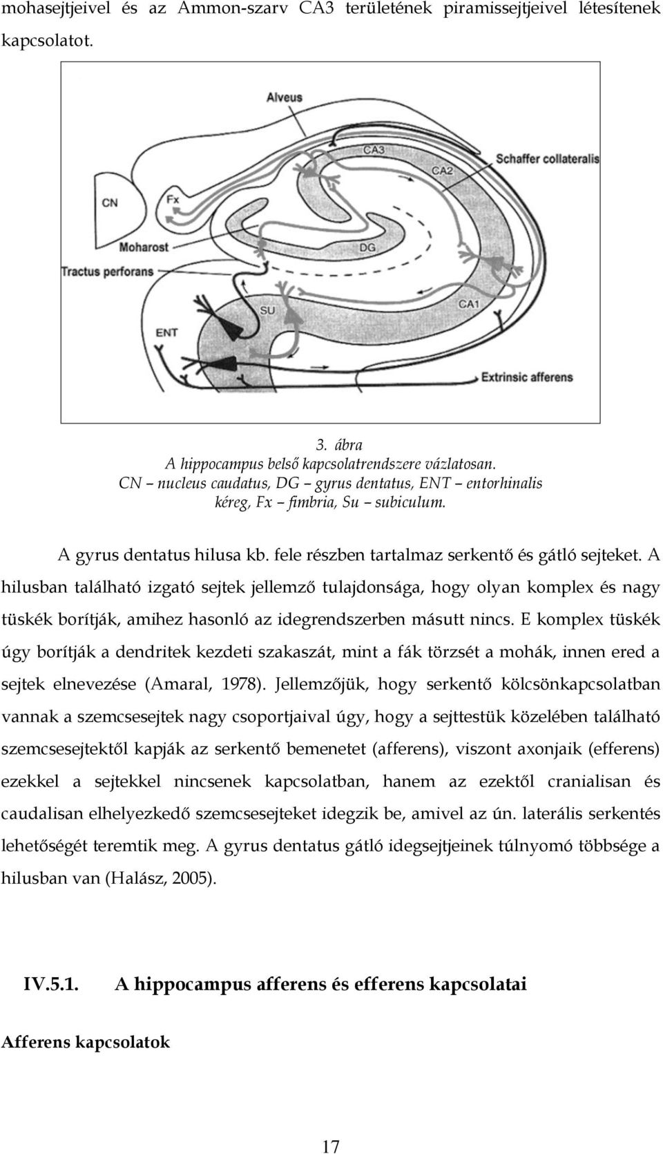 A hilusban található izgató sejtek jellemző tulajdonsága, hogy olyan komplex és nagy tüskék borítják, amihez hasonló az idegrendszerben másutt nincs.